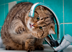 Отключение воды в Новочеркасске перенесли с 27 мая на 5 июня