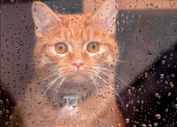 Теплая, но дождливая погода ждет жителей Новочеркасска на выходных