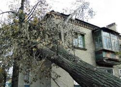 Упавшее в Новочеркасске дерево второй месяц разрушает дом