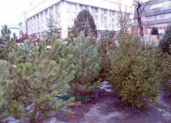 В Новочеркасске открылись елочные базары, пока цены прошлогодние