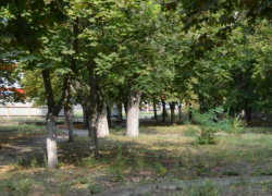 Чтобы посчитать деревья микрорайона Октябрьский Новочеркасску нужно почти пол миллиона