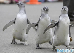 «Улыбаемся и машем»: в Новочеркасске на олимпийской эстафете бюджетники будут создавать массовку