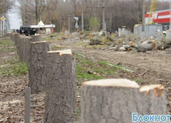В Новочеркасске строители вырубили аллею каштанов на улице Мацоты