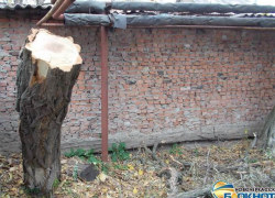 В Новочеркасске после публикации «Блокнота» спилили аварийное дерево, угрожавшее детскому саду