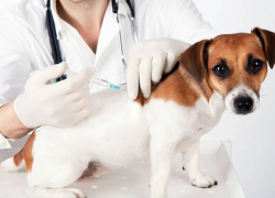 Жители Новочеркасска могут бесплатно привить домашних животных от бешенства