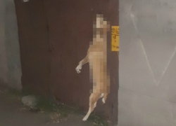 Повешенная на воротах в Новочеркасске собака стала жертвой трагического случая