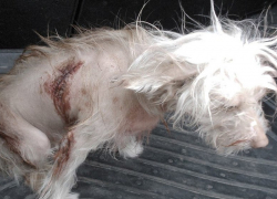 В Новочеркасске горели автомойка и типография