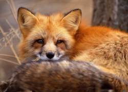 В Новочеркасском противотуберкулезном диспансере снова замечена лиса