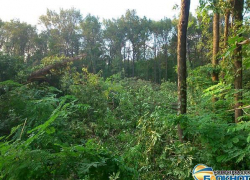 На месте строительства детского сада в Новочеркасске спилили 523 дерева