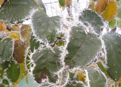 Рабочая неделя в Новочеркасске начнется с небольшого мороза