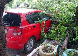 Огромная ветка рухнула на машину в Новочеркасске