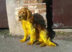Разукрашенная в желтый цвет собака появилась на улицах Новочеркасска