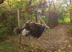 В ростовском зоопарке появился африканский страус Кузя