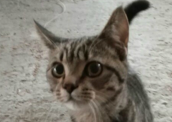 Еще один кот попал под эскалатор в ТЦ Платовский в Новочеркасске