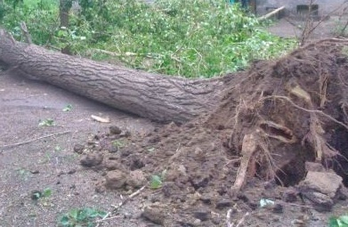 В Новочеркасске ЖЭК и Электросети спихивают друг на друга починку поврежденного деревом кабеля