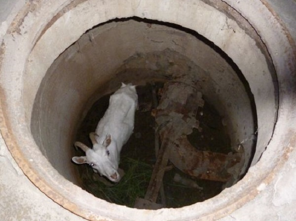 В Новочеркасске провели спасательную операцию по извлечению козы из колодца