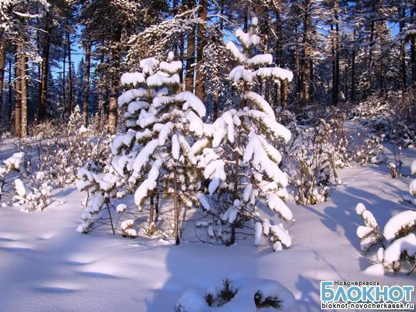 В Ростовской области перед новогодними праздниками усилили охрану сосен и елок
