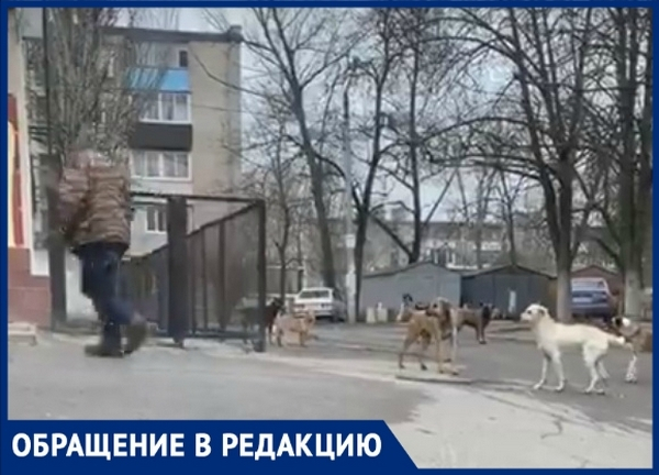 В Новочеркасске агрессивные животные лишили покоя горожан
