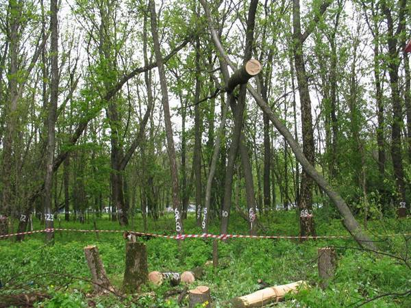 В Новочеркасске возобновляют строительство двух детских садов в роще «Красная весна»