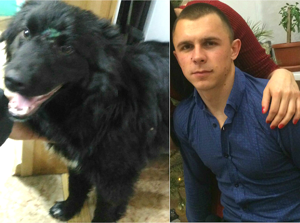 Расстрелянный живодерами в Новочеркасске пес сам выбежал к своему спасителю после операции
