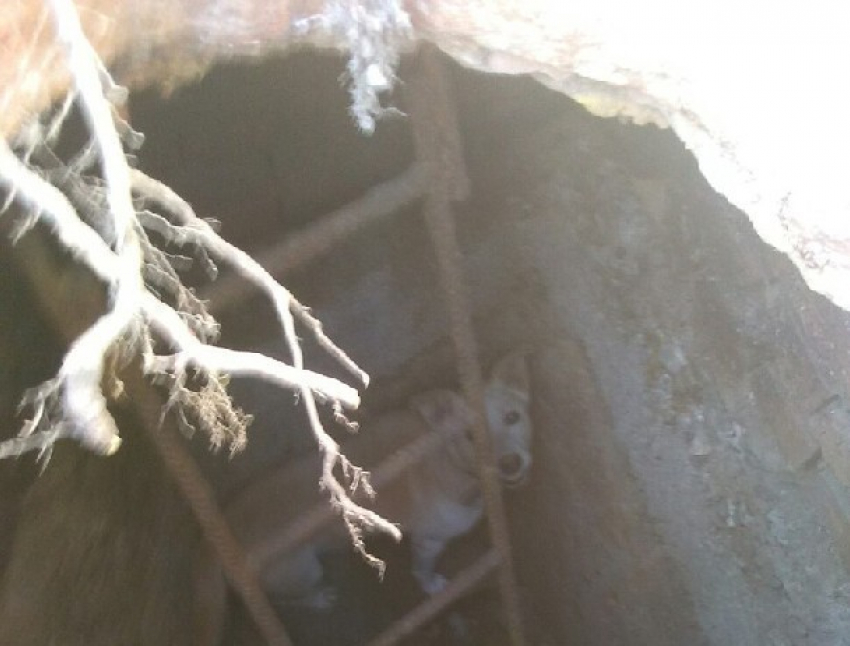 Собака провалилась в люк на территории бывшего молзавода в Новочеркасске