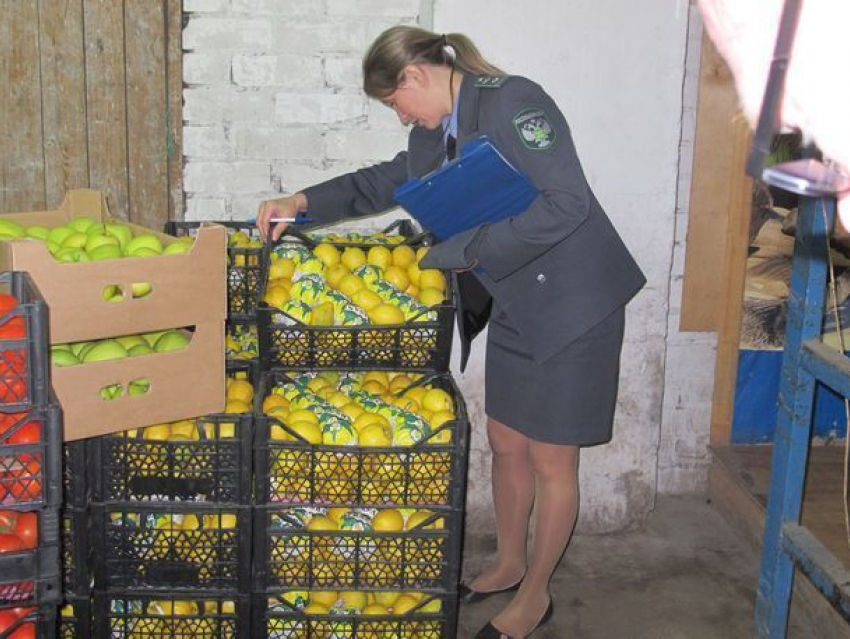Килограммы санкционных фруктов ушли на свалку в Новочеркасске