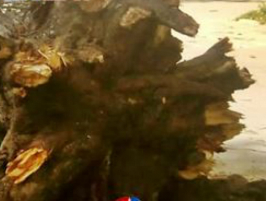 В Новочеркасске массово падают деревья