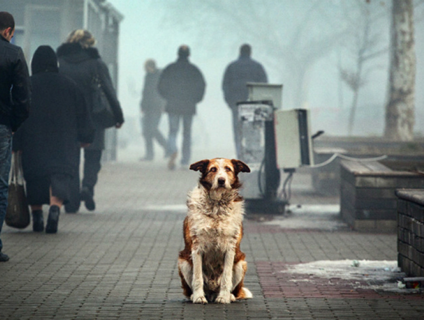 Почти 800 тысяч рублей потратят в Новочеркасске на бездомных животных