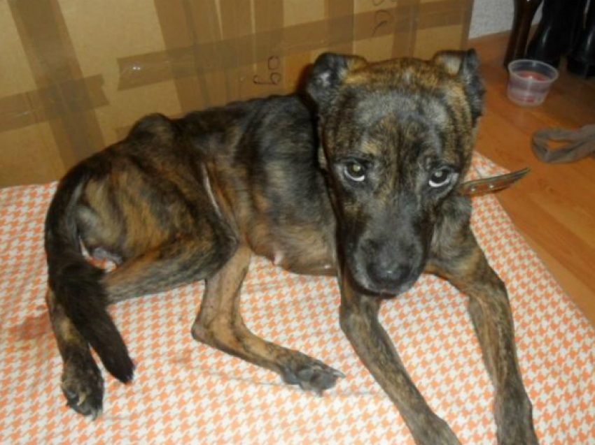 Истощенную умирающую собаку нашла женщина в Новочеркасске
