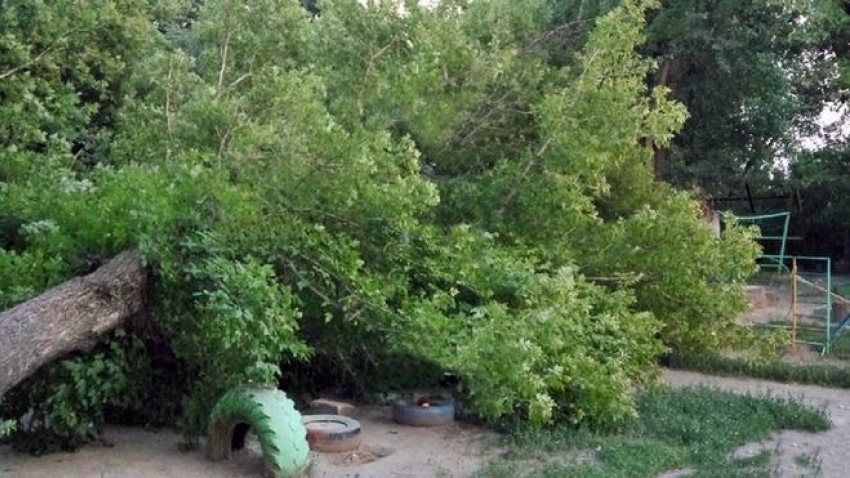 Огромное дерево рухнуло на детскую площадку в Новочеркасске