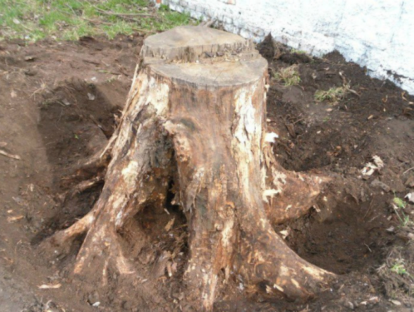 Посадка 60 деревьев, уборка 30 пней и уход за растениями обойдется Новочеркасску в 3 миллиона 