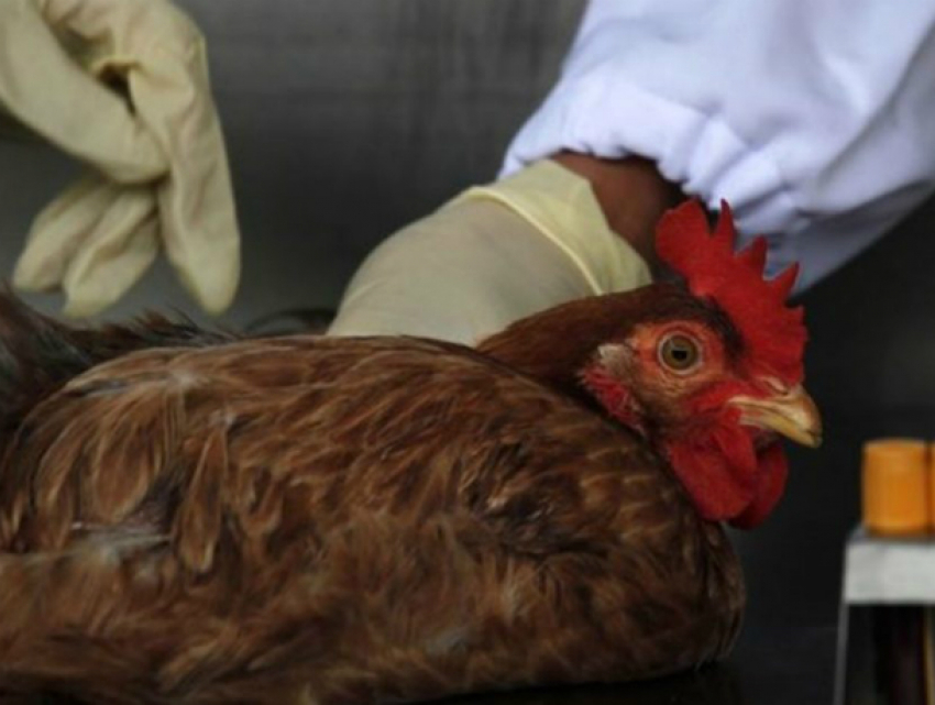 Администрация Новочеркасска предупреждает горожан об опасности птичьего гриппа