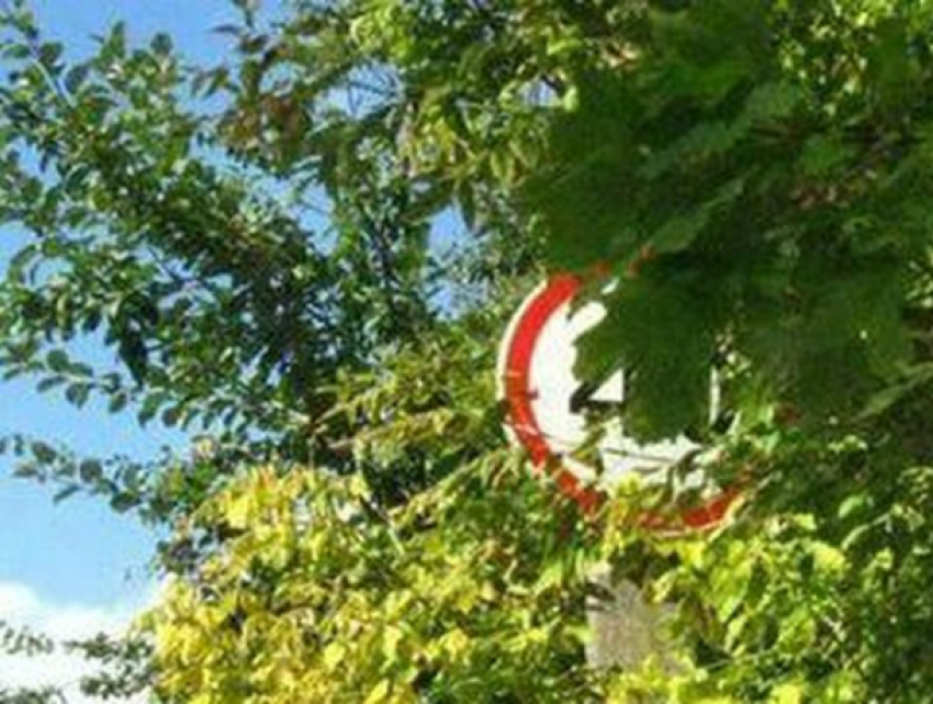  «Работы по опиловке деревьев были запланированы до поступления прокурорского представления», - администрация Новочеркасска