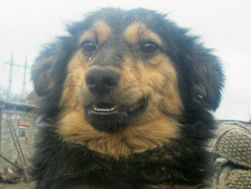 Сторожевую собаку бросили на произвол судьбы в Новочеркасске