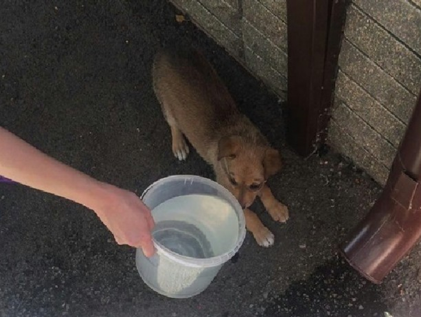 Маленький щенок четыре дня просидел в тесной западне в Новочеркасске