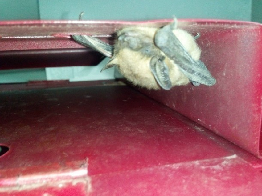 Страшная летучая мышь нашлась в почтовом ящике на улице Степной Новочеркасска