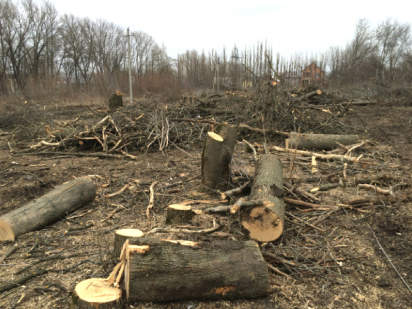 Ужасный вред экологии Новочеркасска нанесли неизвестные уничтожением деревьев 