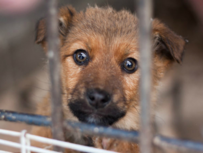 Убившего 173 собаки, предпринимателя проверит администрация Новочеркасска