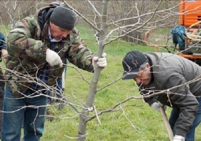 28 марта Новочеркасск засадят деревьями