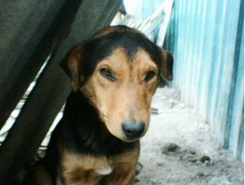 В собачьем приюте под Новочеркасском добродушный пес ищет семью