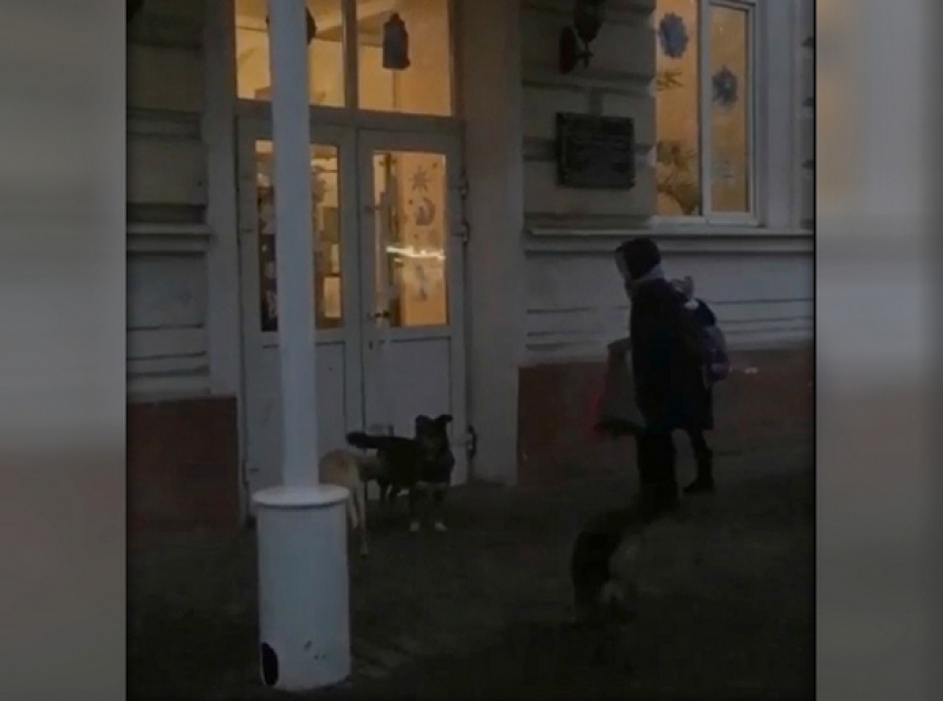 Новочеркасцев терроризирует стая собак возле третьей школы