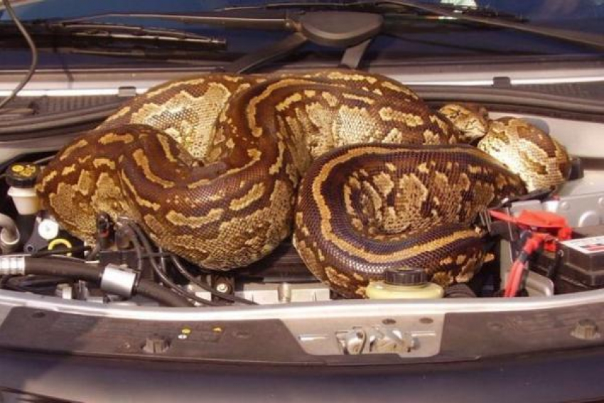 В Новочеркасске змея оккупировала пассажирское сидение авто