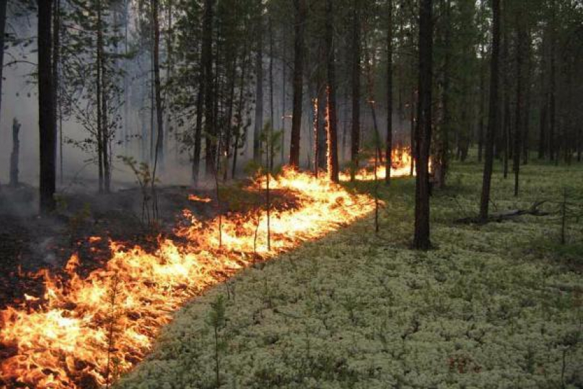 Администрация города опубликовала памятку по соблюдению правил пожарной безопасности﻿ в лесопосадках и рощах