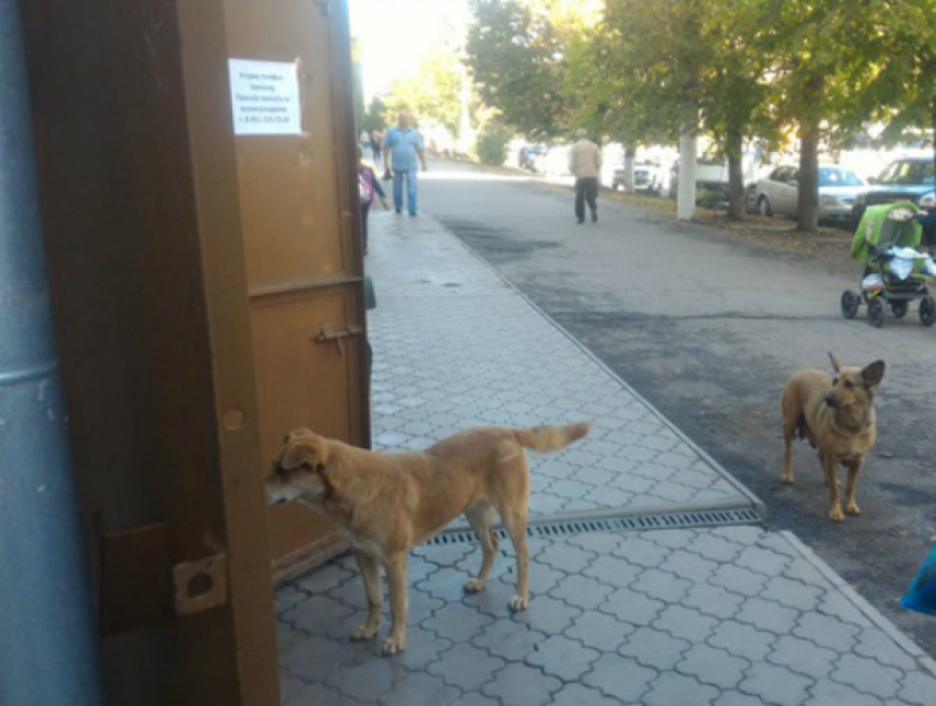Новочеркасский микрорайон Черемушки заполонили стаи бродячих псов