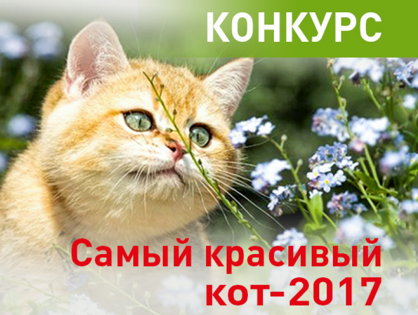 "Блокнот Новочеркасска» объявляет конкурс «Самый красивый кот-2017"