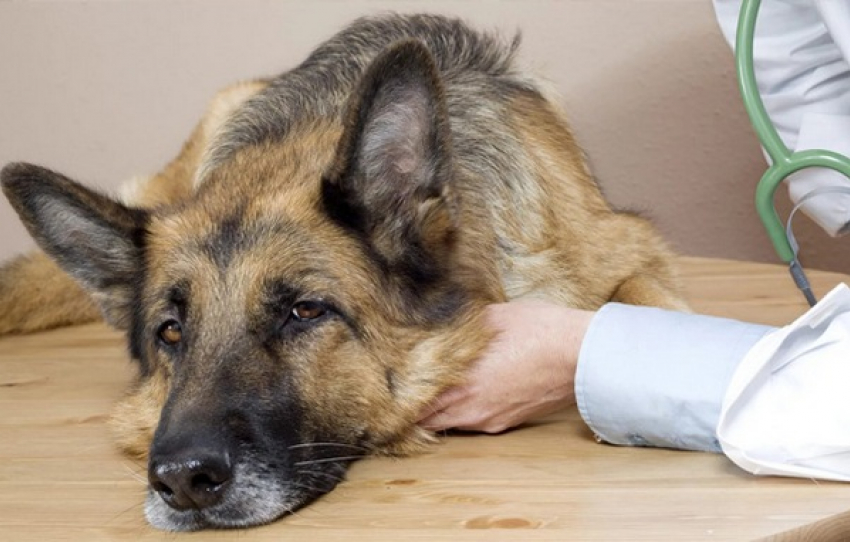 Травля собак: ветеринары и зоозащитники Новочеркасска бьют тревогу 