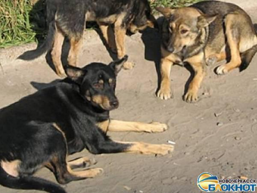 В Новочеркасске на улице Транспортной орудует стая бродячих собак