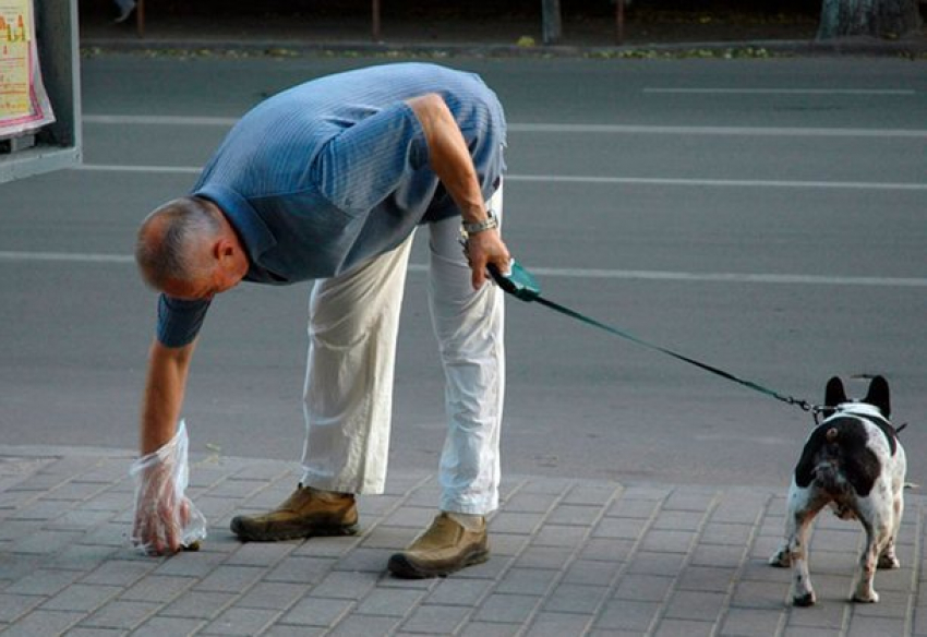 Житель Новочеркасска предложил пополнить бюджет за счет собачьих «кучек»