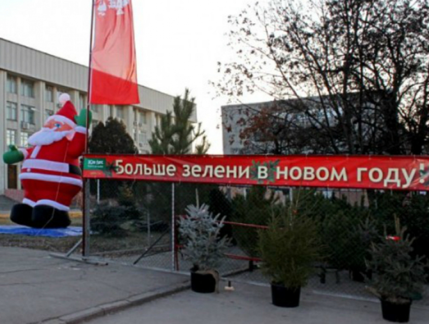 Новогодние елки появились в Новочеркасске