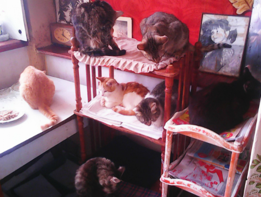 Пенсионерку приютившую 19 кошек, не поддерживают соседи и родная дочь